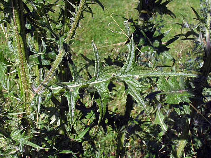 Cirsium vulgare (Savi) Ten / Cardo asinino